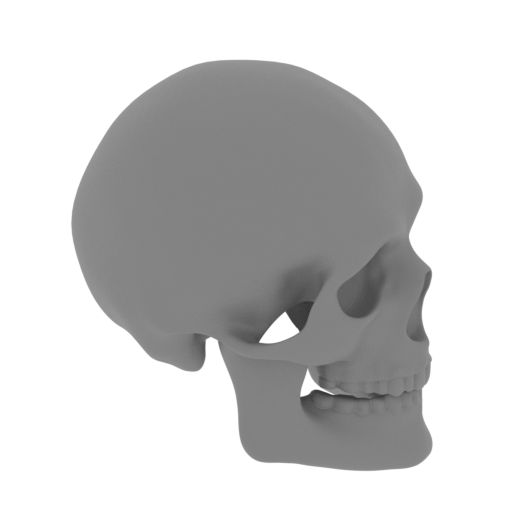 Skull_Real_0002_Final.stl