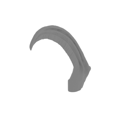 11_tusk_small_R_FDM(repaired).stl