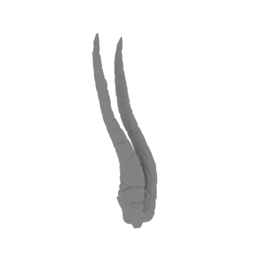 MKG_09_RH_Right mid horn_FDM (repaired).stl