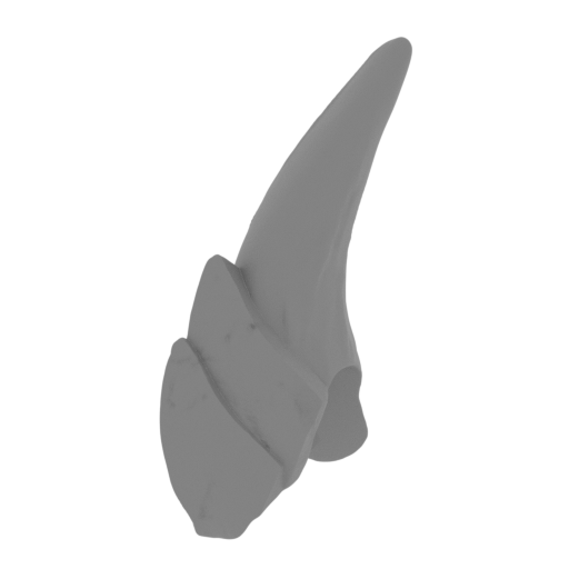 36_claw_from_wing_R_2_FDM(repaired).stl