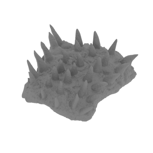 24_carapace_2_FDM(repaired).stl
