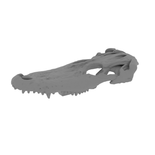 47_Thron_jaw_1_R_FDM(repaired).stl