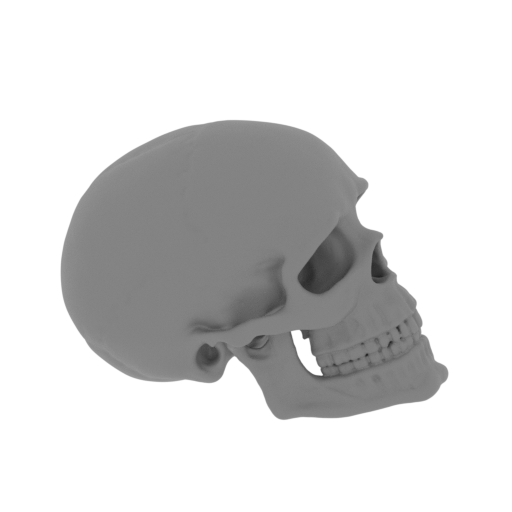 14_scull_FDM(repaired).stl