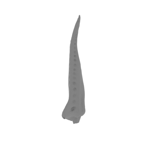 19_tail_5_FDM(repaired).stl