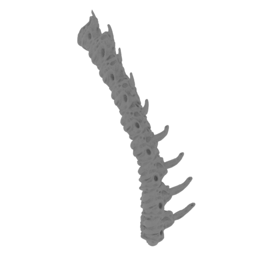 18_tail_3_FDM(repaired).stl