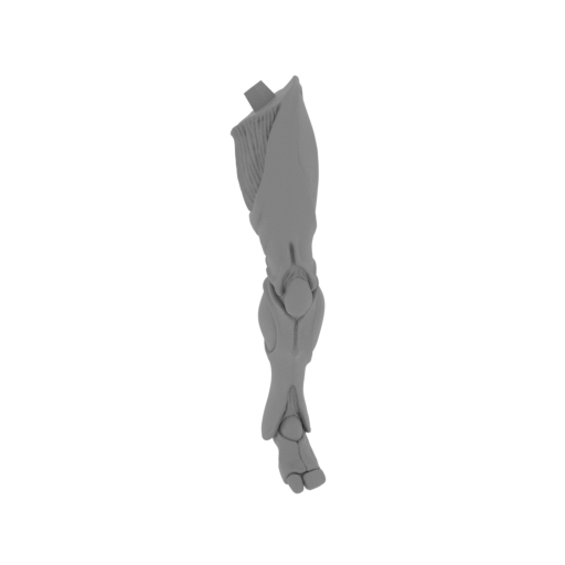Leg_L.stl