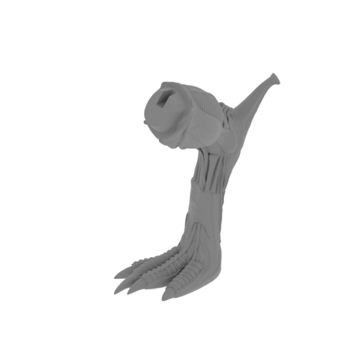 13_foot_R_FDM(repaired).stl