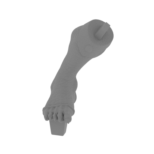 Bengali_R_Foot.stl