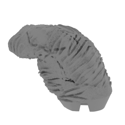 14_paw_rear_R_1_SLA(repaired).stl