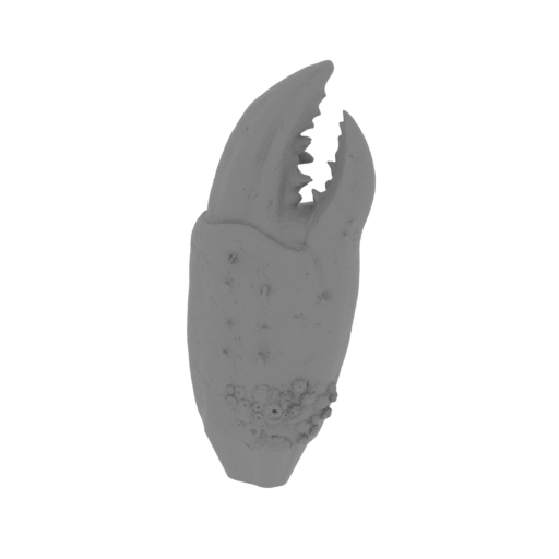 8_claw_FDM(repaired).stl