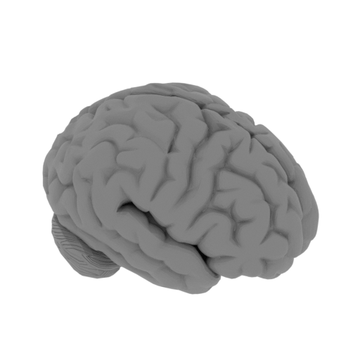 Brain.stl