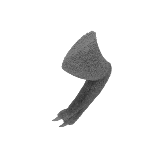 Red_Bone_arm_1__30_cm.stl