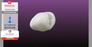 Anatomical male Masturbator