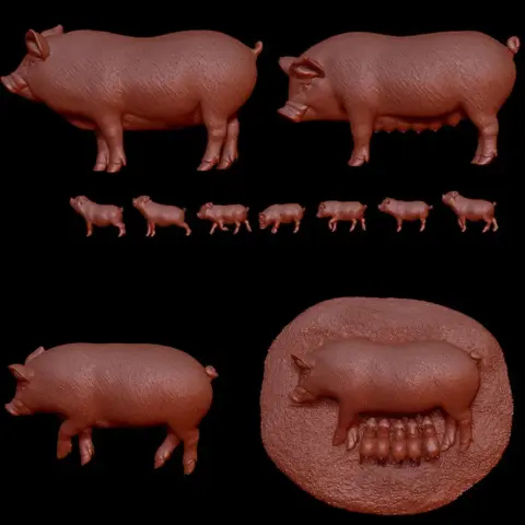 Farm Pigs with Piglets