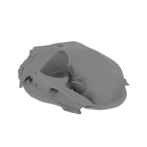 African Golden Cat Skull.stl
