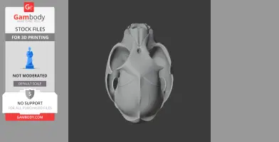 African Golden Cat Skull