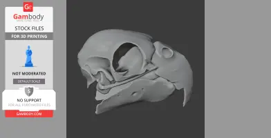 African Grey Parrot Skull
