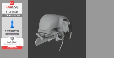 African Grey Parrot Skull