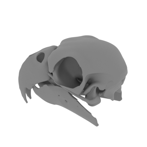 African Grey Parrot Skull.stl