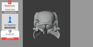 African Grey Parrot Skull