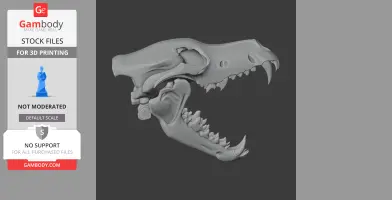 African Wolf Skull