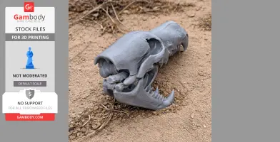African Wolf Skull
