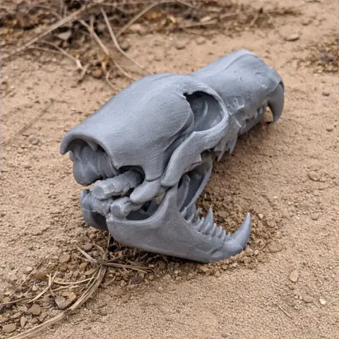African Wolf Skull