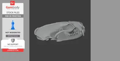 American Mink Skull