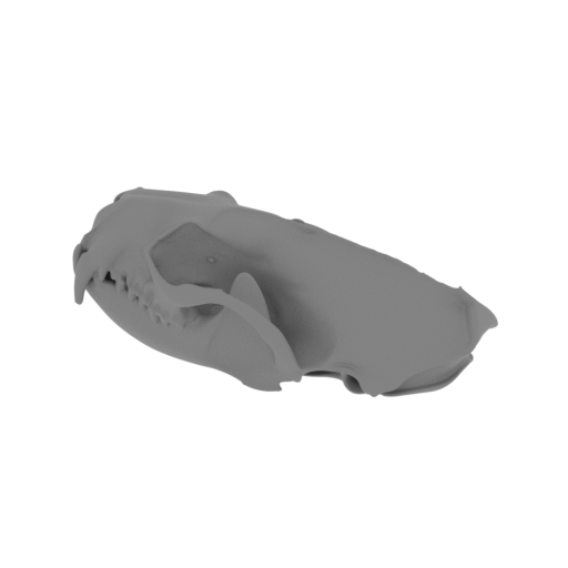 American Mink Skull.stl