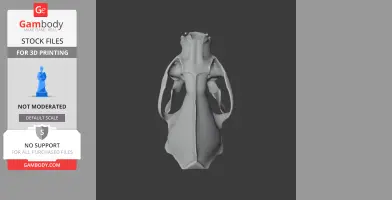 American Mink Skull