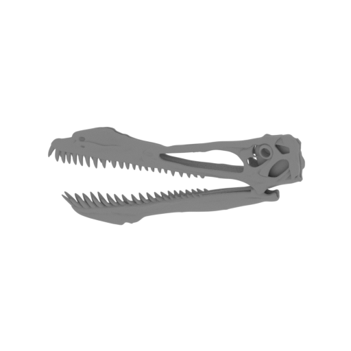 Anhanguera Skull.stl