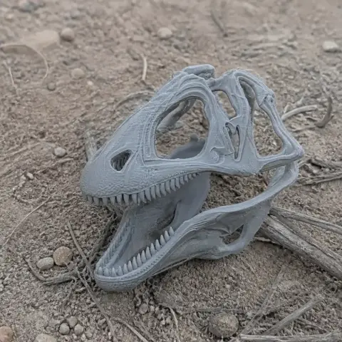 Acanthodes Skull