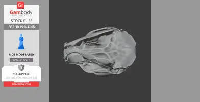 African Crested Rat Skull