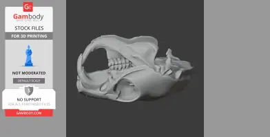 African Crested Rat Skull