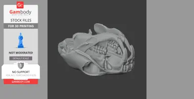African Crested Rat Skull