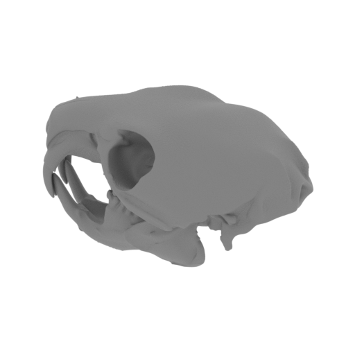 African Crested Rat Skull.stl