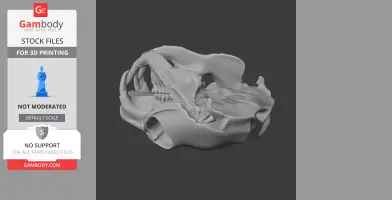 African Crested Rat Skull