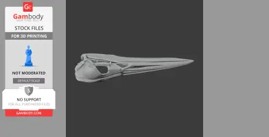 American Bittern Skull