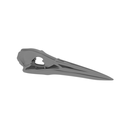American Bittern Skull.stl