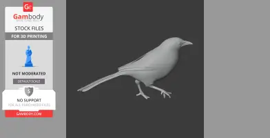 Babbler Bird