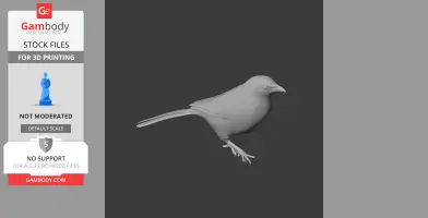 Babbler Bird