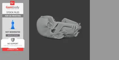 American Black Bear Skull