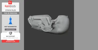 American Black Bear Skull