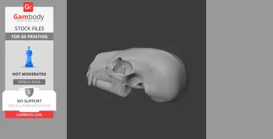 American Black Bear Skull