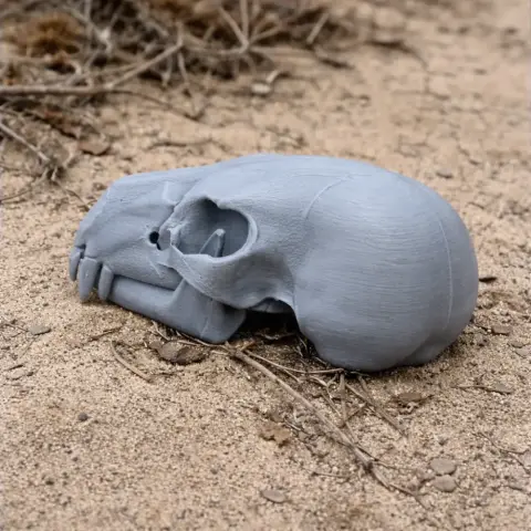 American Black Bear Skull