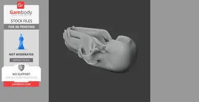 American Black Bear Skull