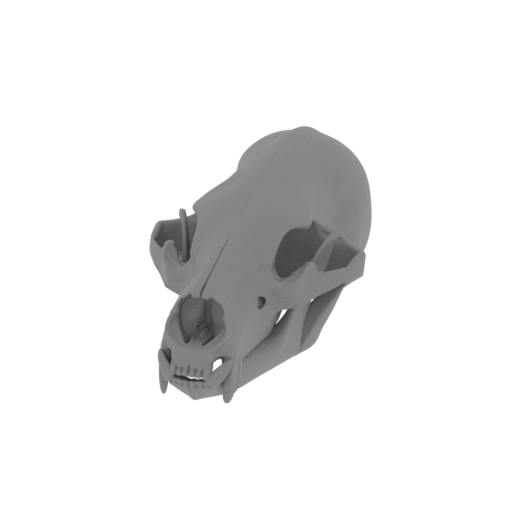 American Black Bear Skull.stl