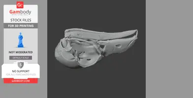 Andean Cock-of-the-rock Skull