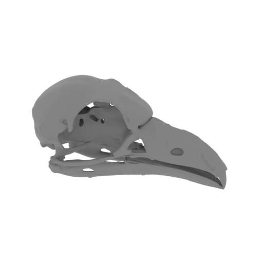 Andean Cock-of-the-rock Skull.stl