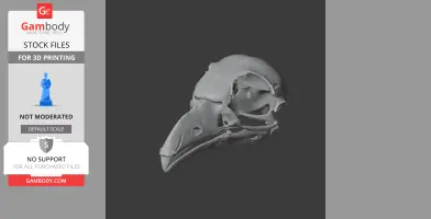 Andean Cock-of-the-rock Skull